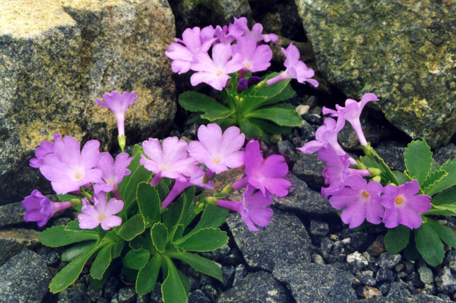 Primula x miniera 'Lismore' en fleurs dans un substrat bien drainé et mi-ombragé
